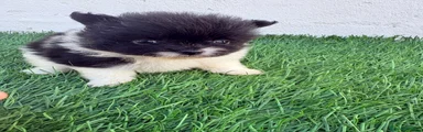 Pomerania 1