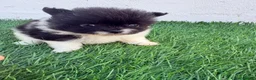 Pomerania perros en venta: Pomerania - Anuncio 5