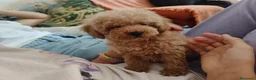 Caniche Toy perros en venta: Caniche Toy - Anuncio 1
