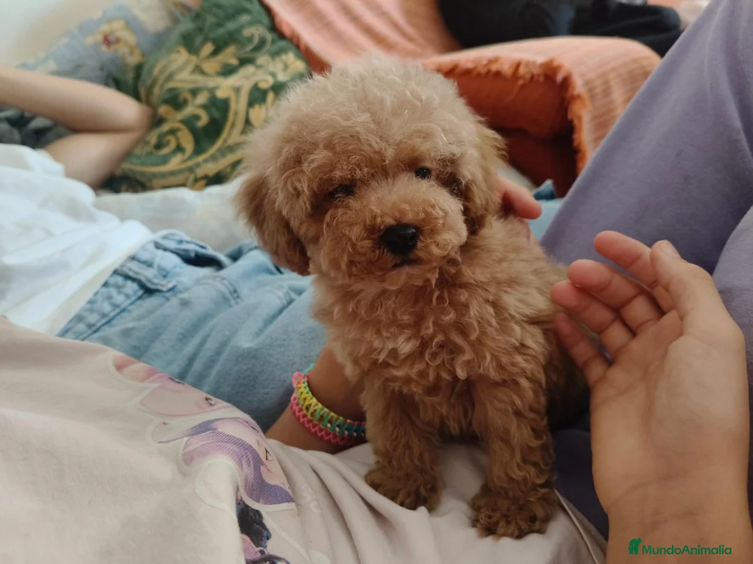 Caniche Toy perros en venta: Caniche Toy - Anuncio 1