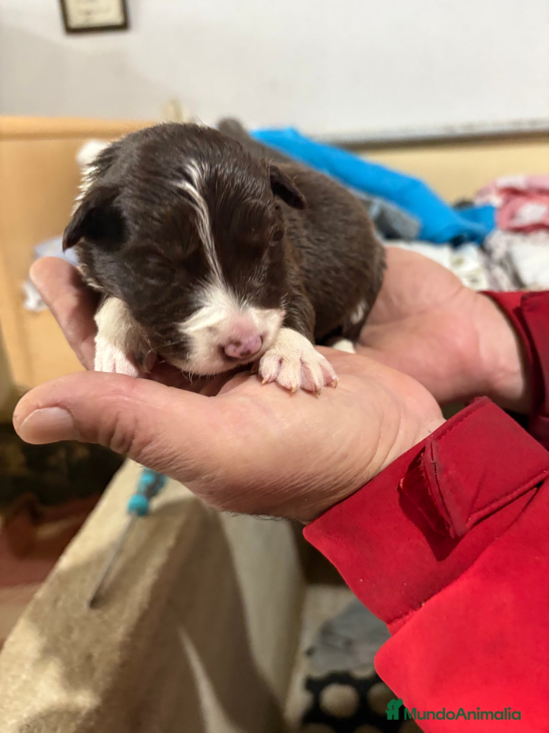 Border Collie perros en venta: Cachorros border collie machos y hembras varios  - Anuncio 3