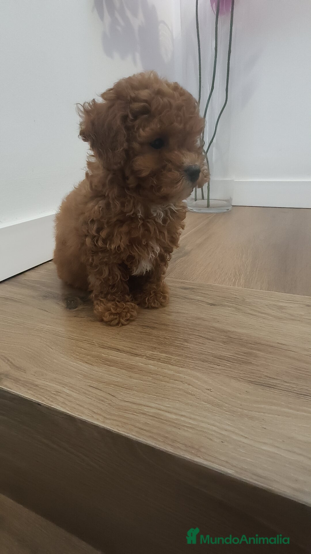 Caniche Toy perros en venta: Caniche Toy roja  - Anuncio 1