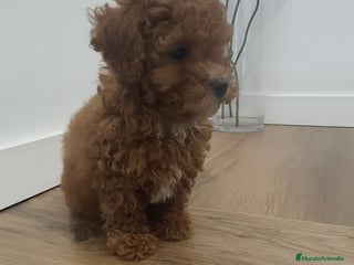 Caniche Toy perros Caniche Toy roja - Anuncio 1