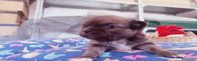 Chihuahua 1