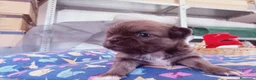 Chihuahua perros en venta: Camada Sopa Chihuahua  - Anuncio 2