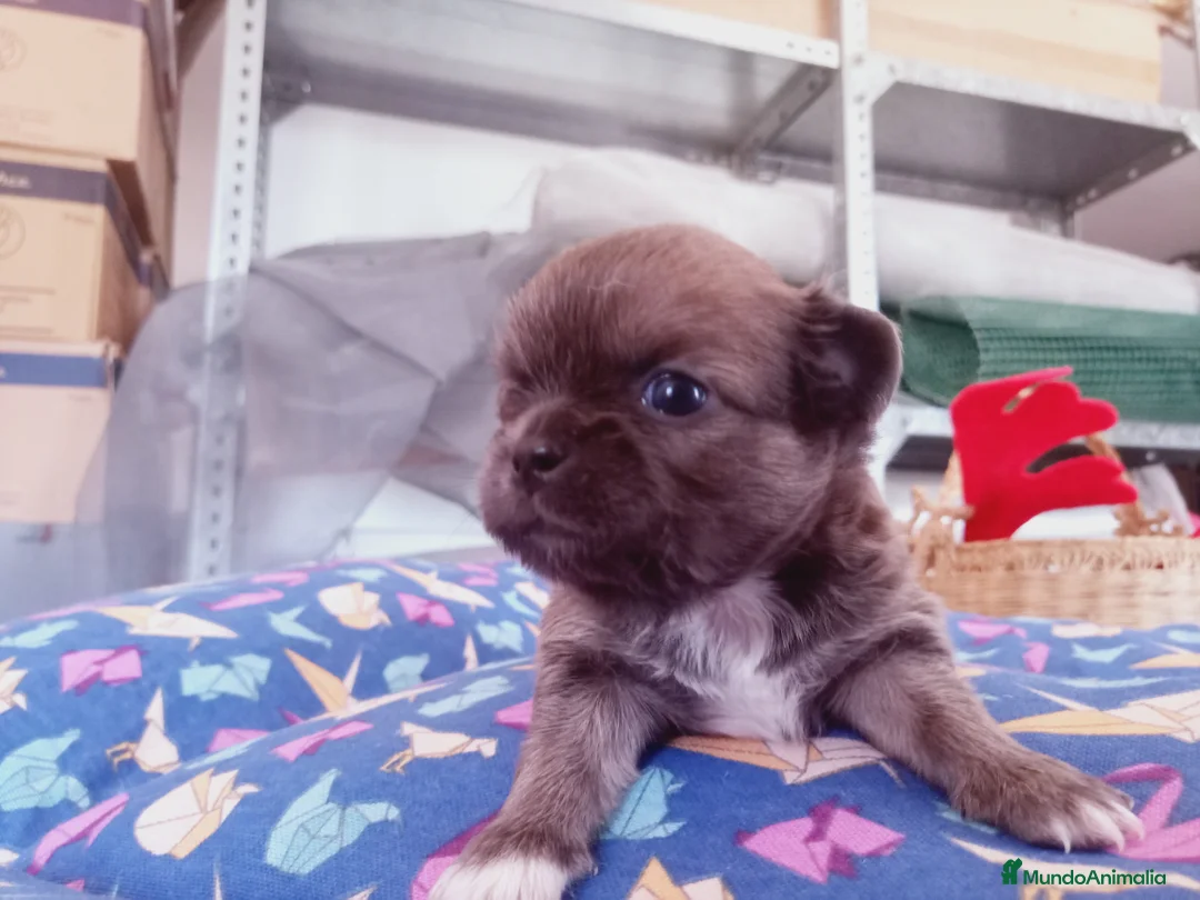 Chihuahua perros en venta: Camada Sopa Chihuahua  - Anuncio 2