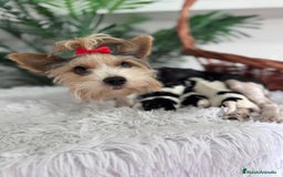 Yorkshire Terrier perros en venta: YORKSHIRE BIEWER - Imagen 8