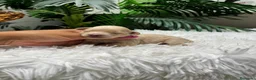 Maltipoo perros en venta: MALTIPOO - Anuncio 3