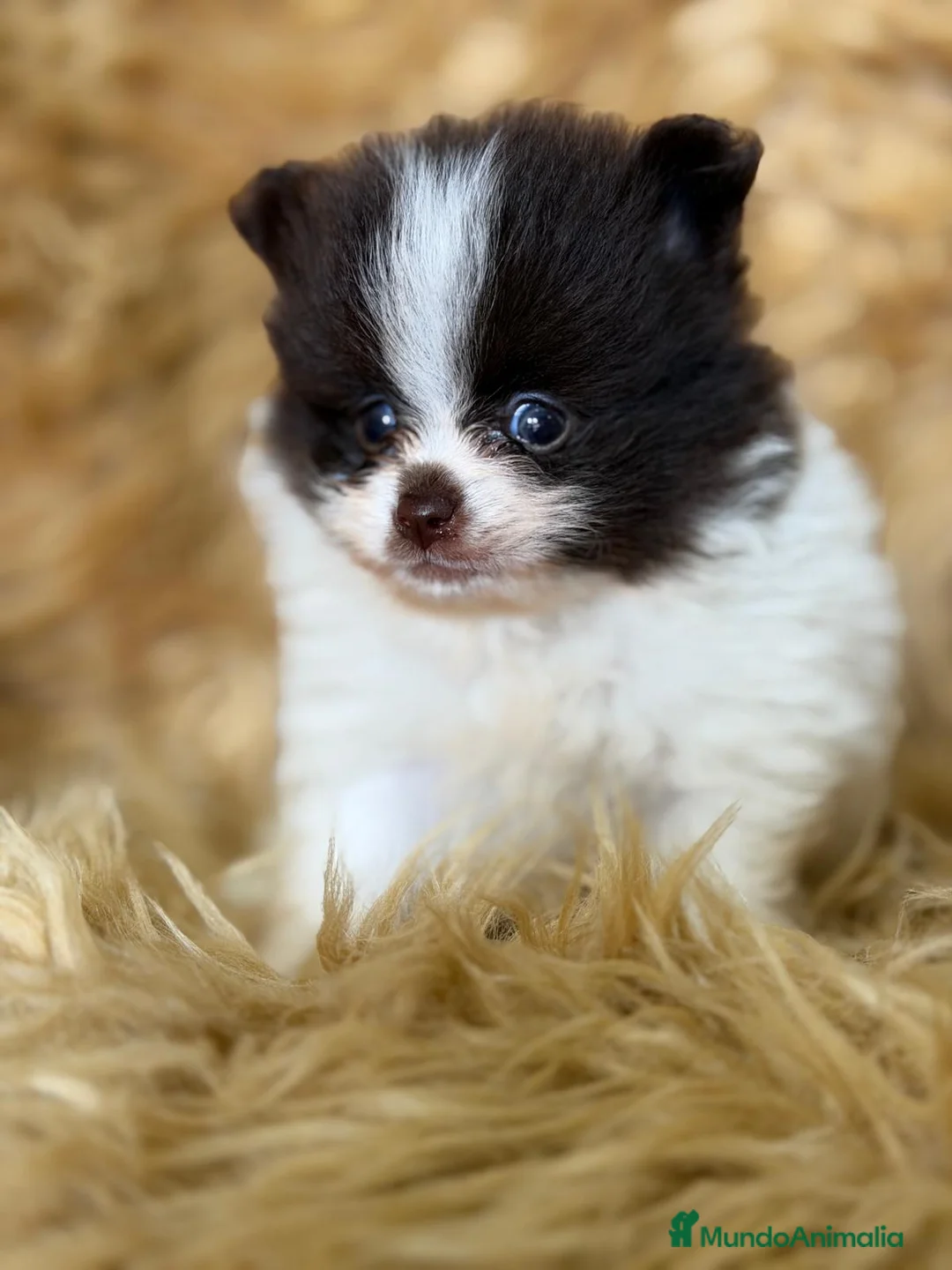Pomerania perros en venta: POMERANIA BLANCO Y CHOCOLATE  - Anuncio 2