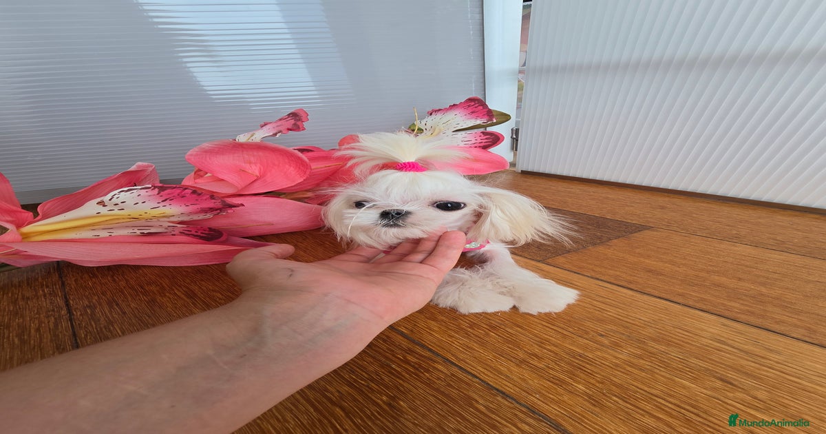 Mini Teacup Maltés 100% Coreana – en venta en venta en Granollers ...