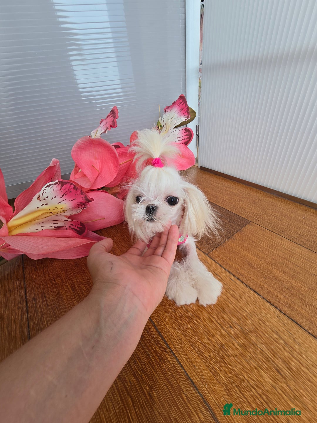 Bichón Maltés perros en venta: Mini Teacup Maltés 100% Coreana – en venta - Imagen 1