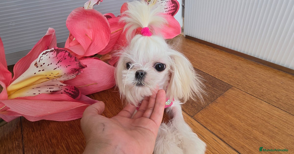 Mini Teacup Maltés 100% Coreana – en venta en venta en Granollers ...