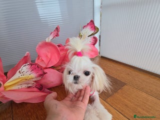 Bichón Maltés perros - Anuncio 31