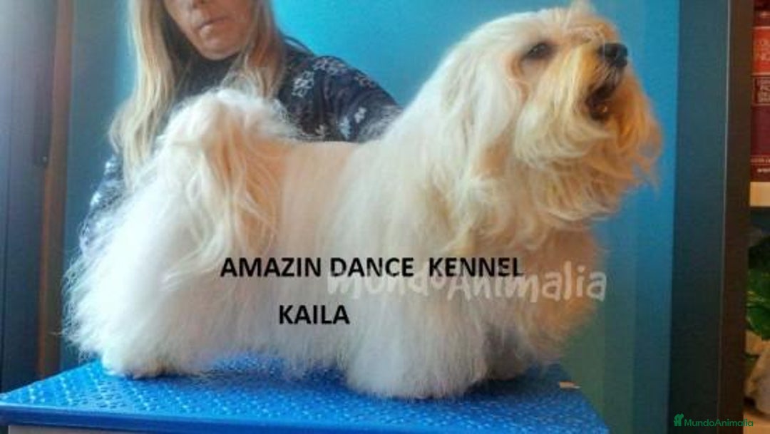 Imagen de galería {{count}}