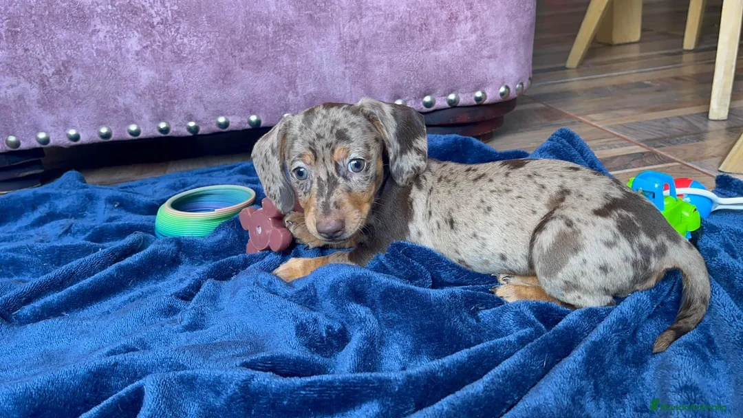 Teckel perros en venta: Teckel exóticos  en Ciudad Real - Anuncio 1