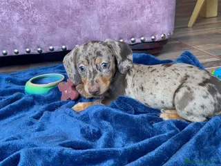 Teckel perros Teckel exóticos en Ciudad Real - Anuncio 24