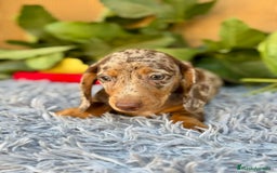 Teckel Miniatura perros en venta: Teckel arlequín chocolate  - Imagen 3