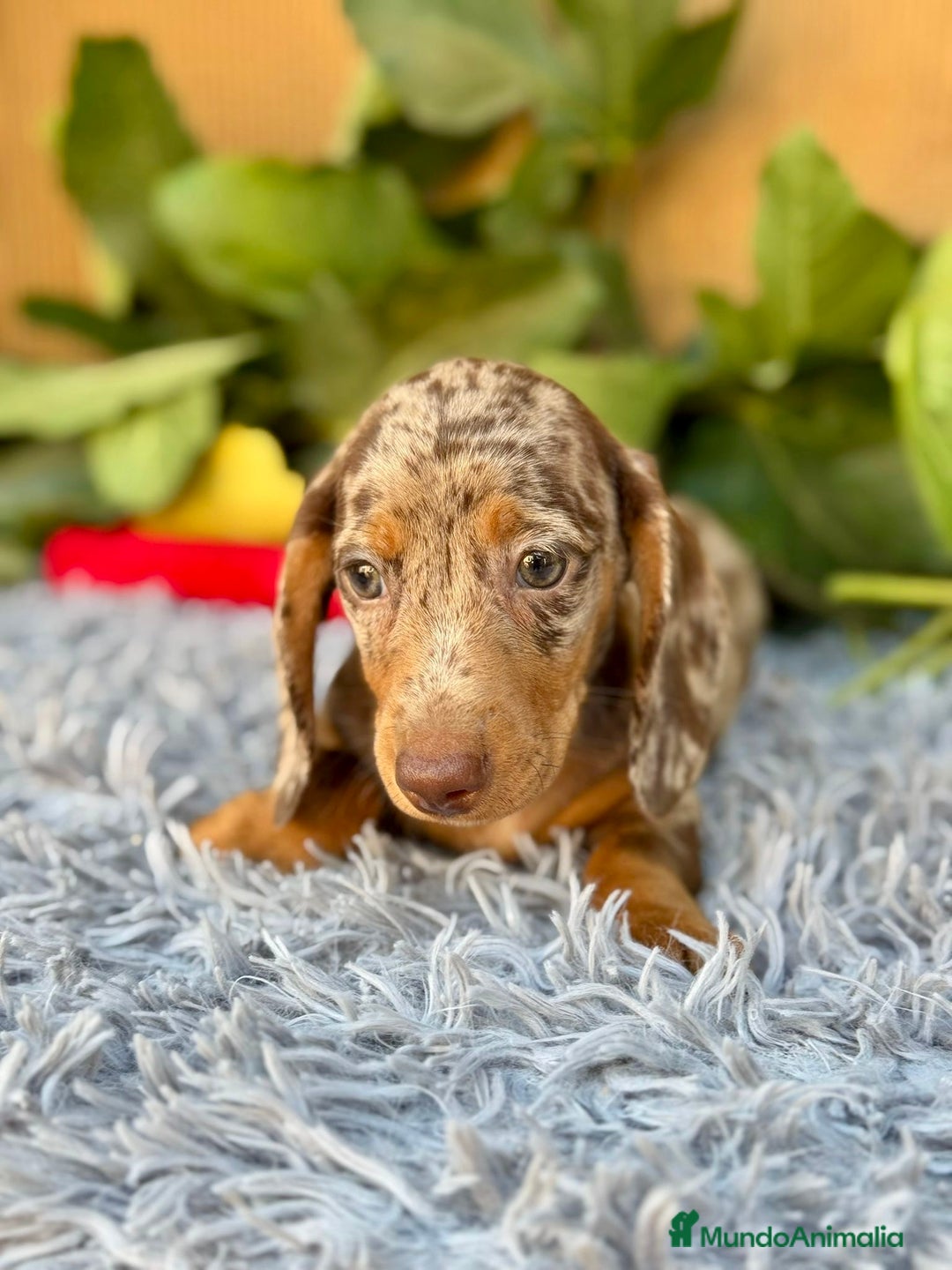 Teckel Miniatura perros en venta: Teckel arlequín chocolate  - Imagen 3