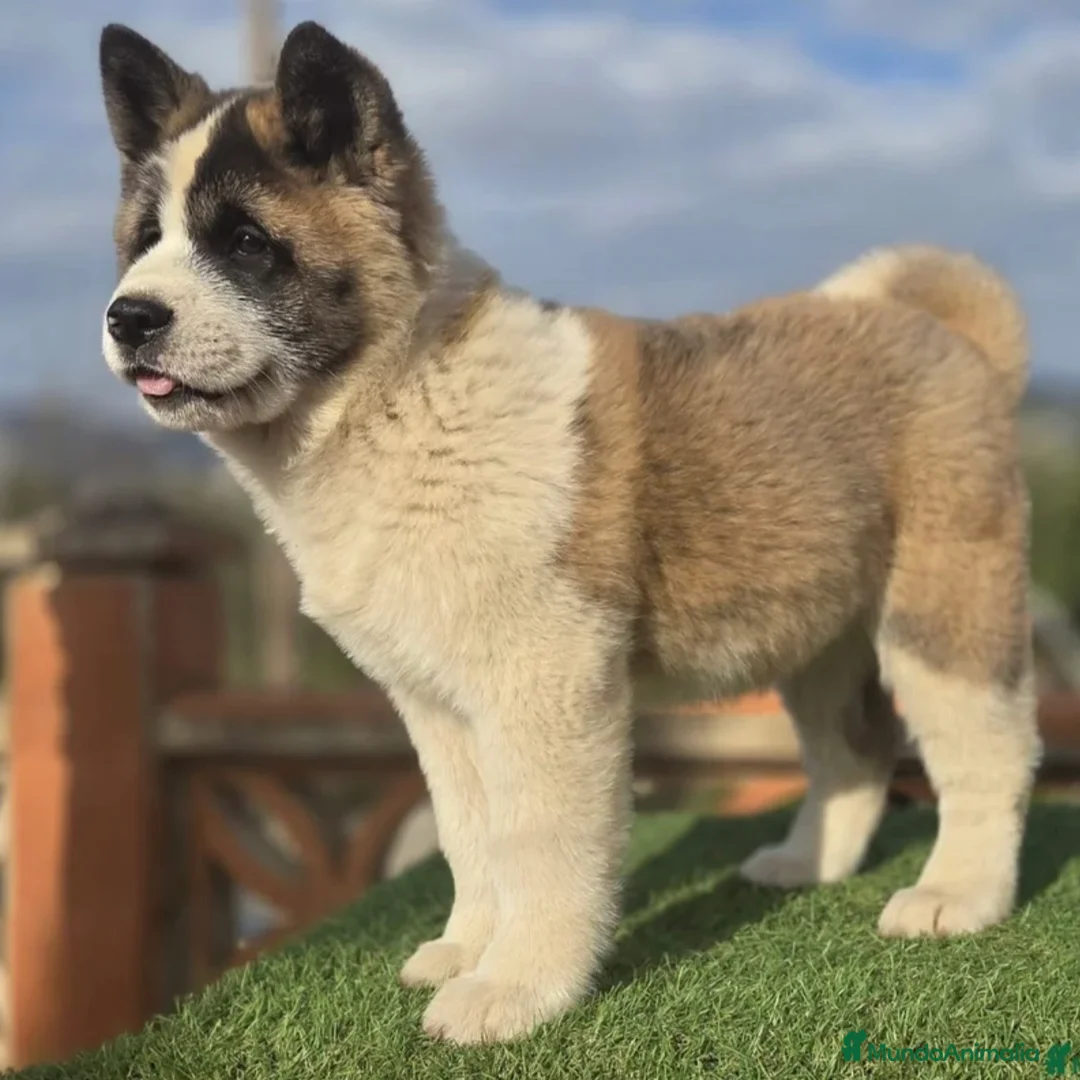 Akita Inu perros en venta: Akita  - Anuncio 6