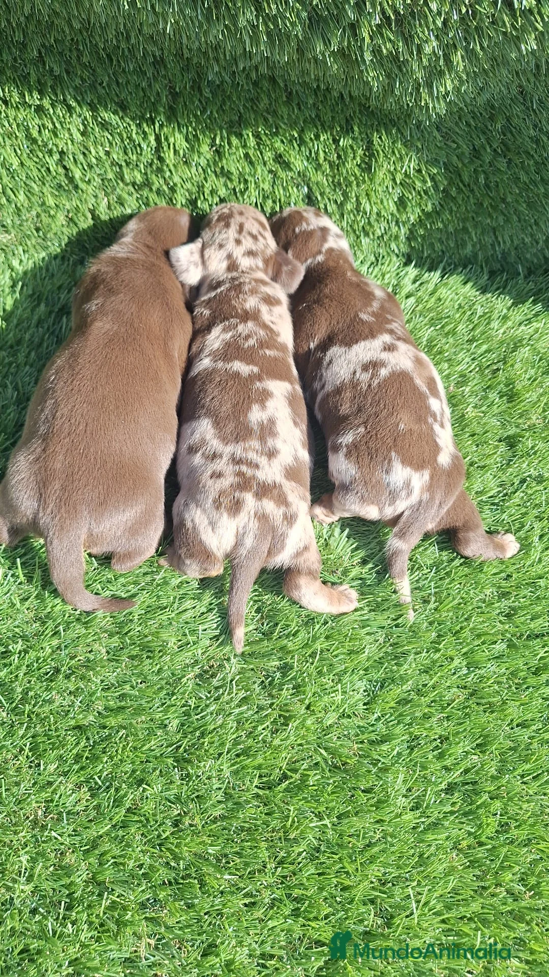 Teckel Miniatura perros en venta: Teckel kanichen machos chocolate y arlequín choco - Anuncio 1