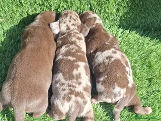 Teckel Miniatura perros Teckel kanichen machos chocolate y arlequín choco - Anuncio 1