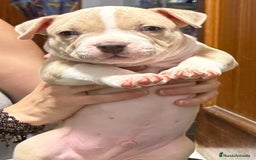 American Bully perros en venta: AMERICAN BULLY ♂️♀️ - Imagen 2