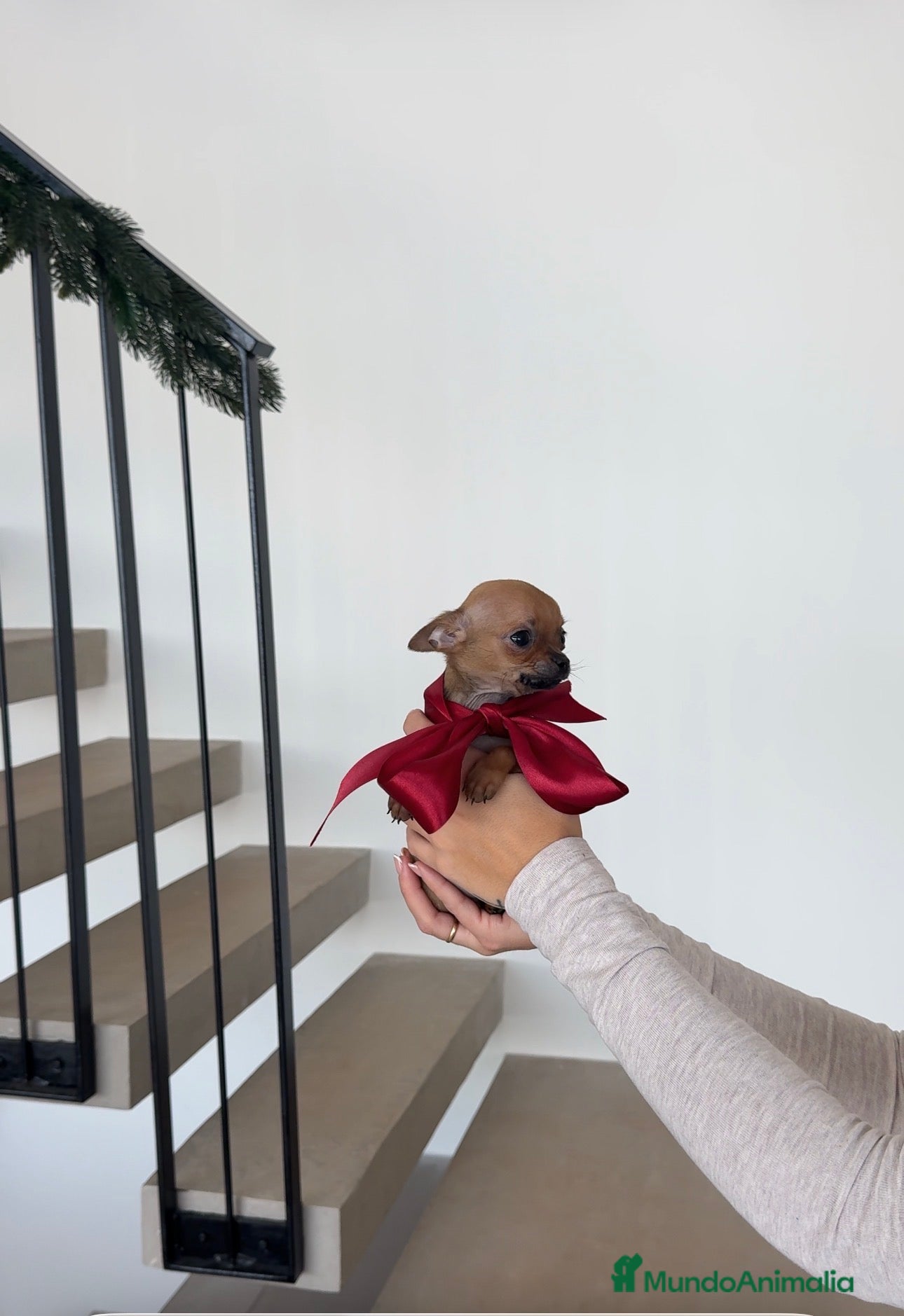 Chihuahua perros Chihuahua mini - Anuncio 1