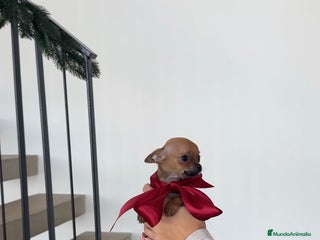 Chihuahua perros Chihuahua mini - Anuncio 1