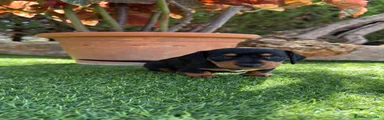 Teckel Miniatura 1