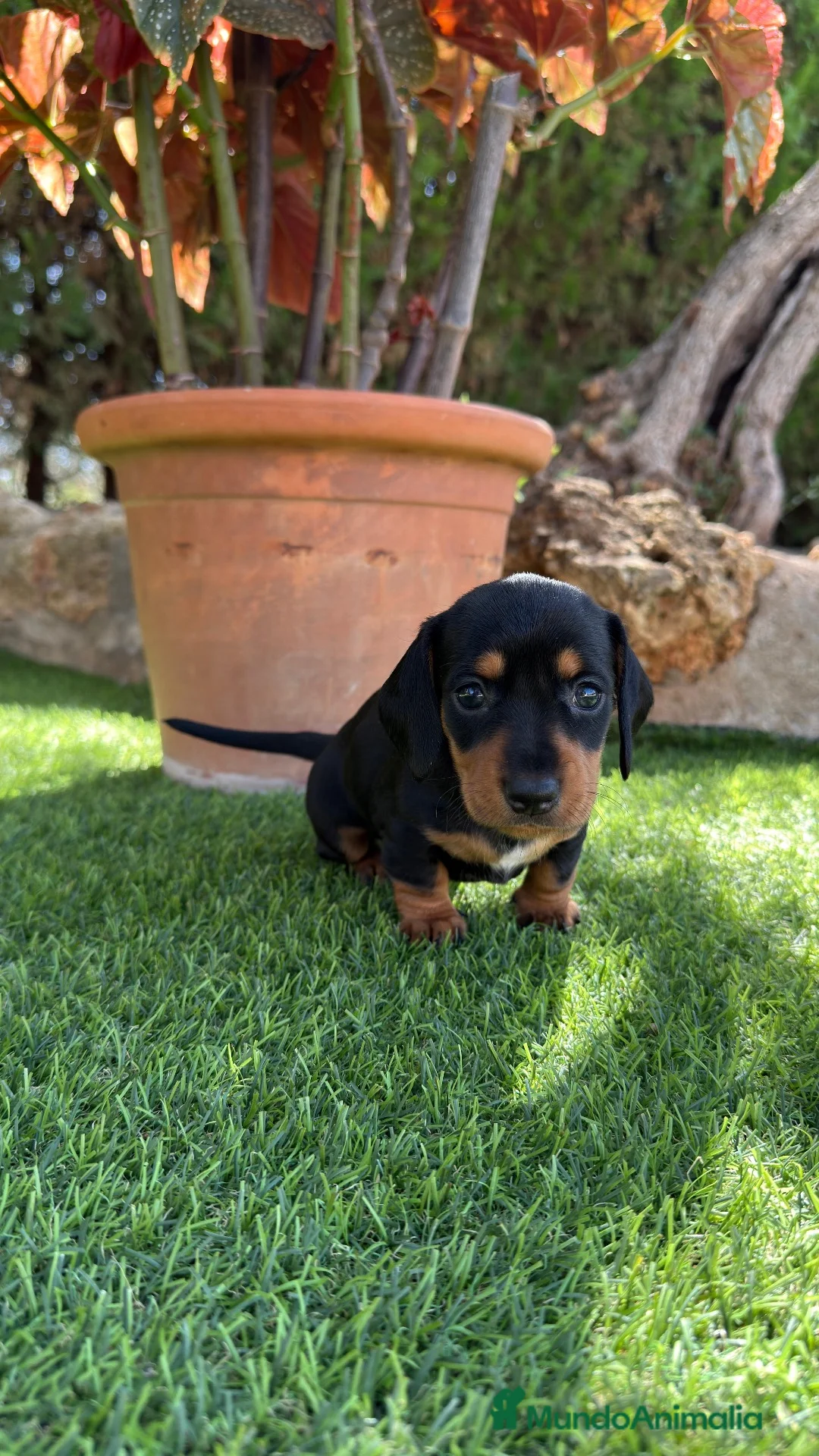 Teckel Miniatura perros en venta: Teckel hembra negra fuego  - Anuncio 2