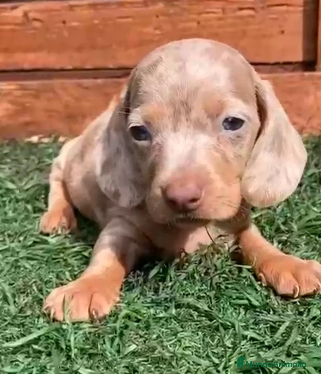 Teckel Miniatura perros en venta: Teckel kaninchen - Anuncio 2
