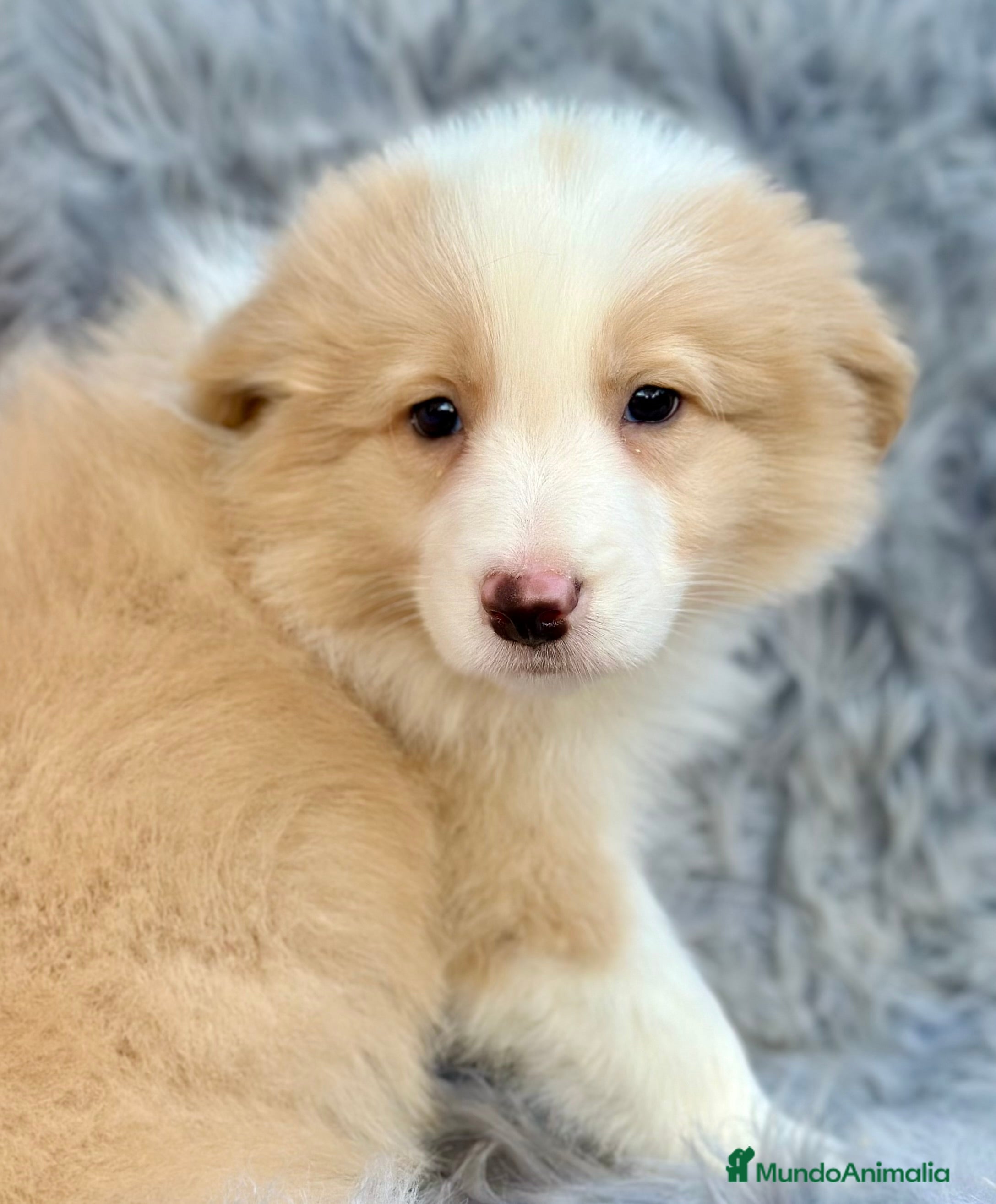 Border Collie perros BORDER COLLIE ROJOS DISPONIBLES - Anuncio 15