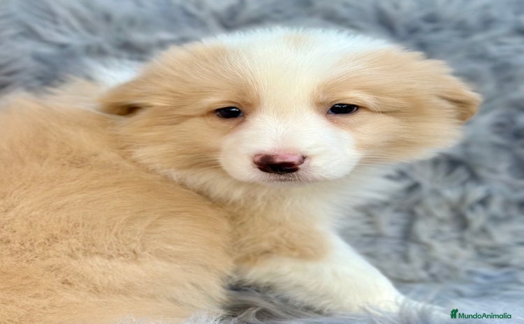 Border Collie perros BORDER COLLIE ROJOS DISPONIBLES - Anuncio 1