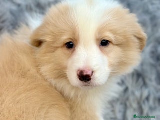 Border Collie perros BORDER COLLIE ROJOS DISPONIBLES - Anuncio 1