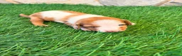 Teckel Miniatura perros en venta: Teckel miniatura bicolor  - Anuncio 8