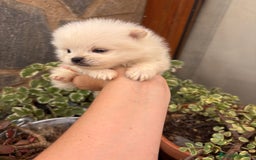 Pomerania perros en venta: Lulu de Pomerania minis  - Imagen 1