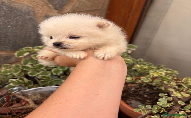 Pomerania perros - Anuncio 3