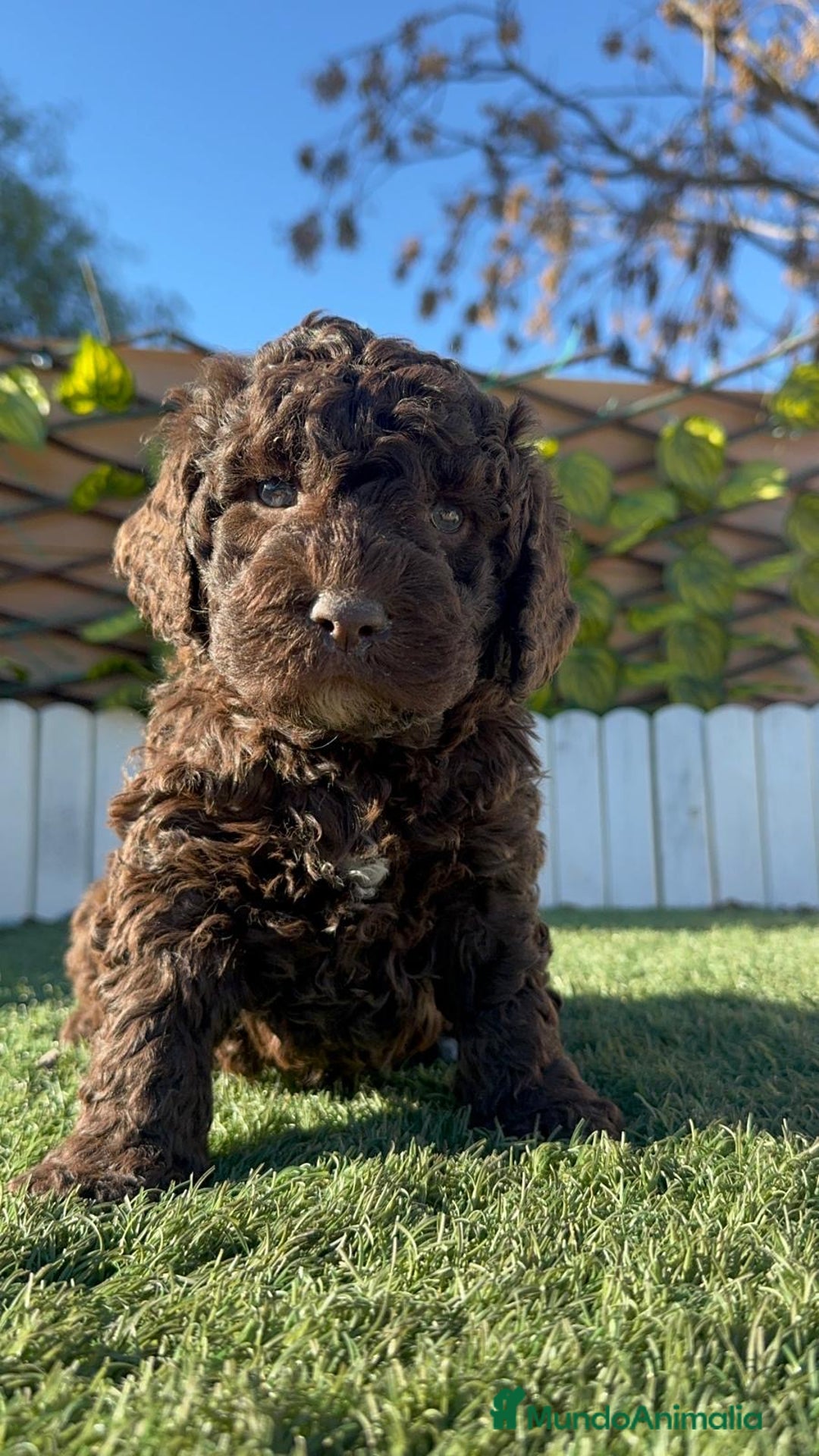 Perro de Agua Español perros en venta: PERRO DE AGUA MACHO - Anuncio 7