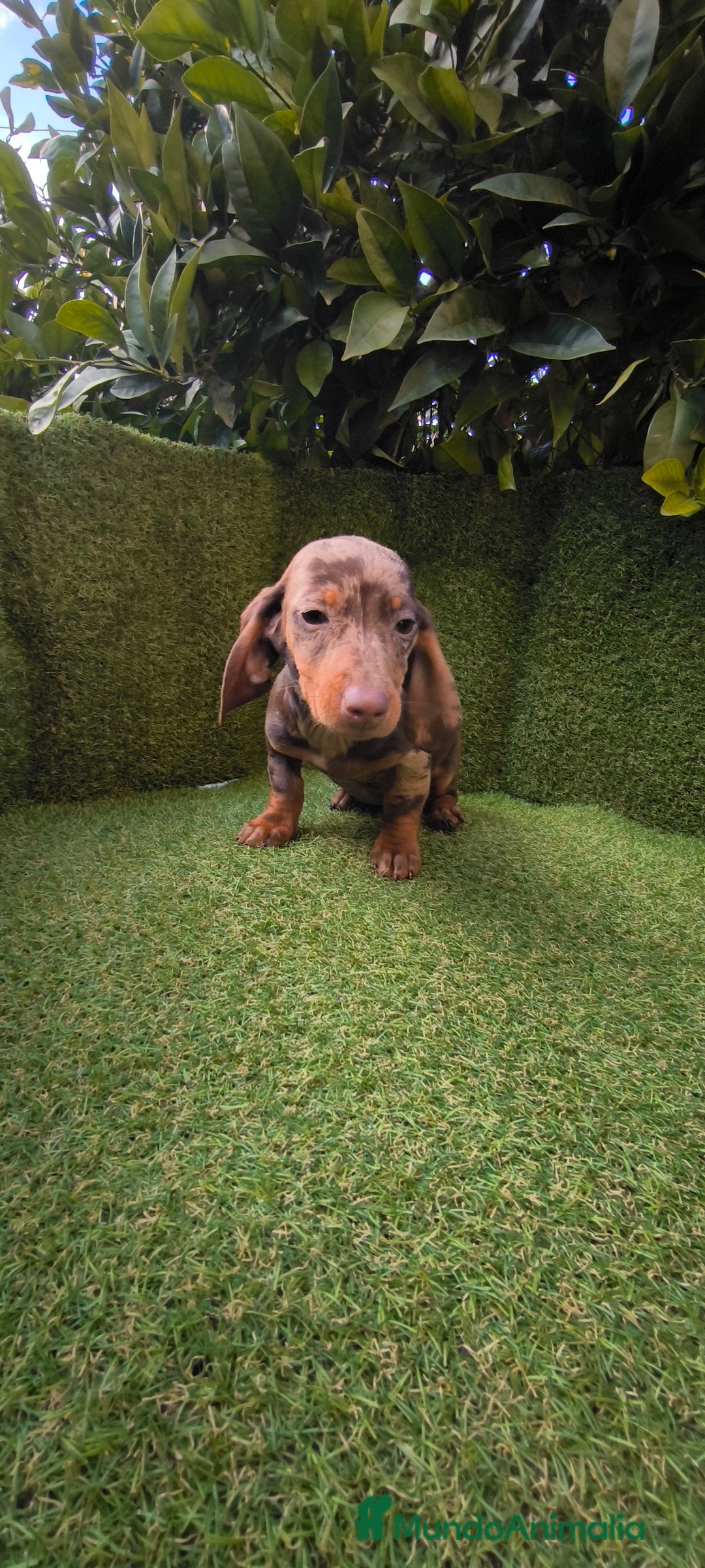 Teckel Miniatura perros en venta: camada de teckel miniatura varios colores  - Anuncio 23