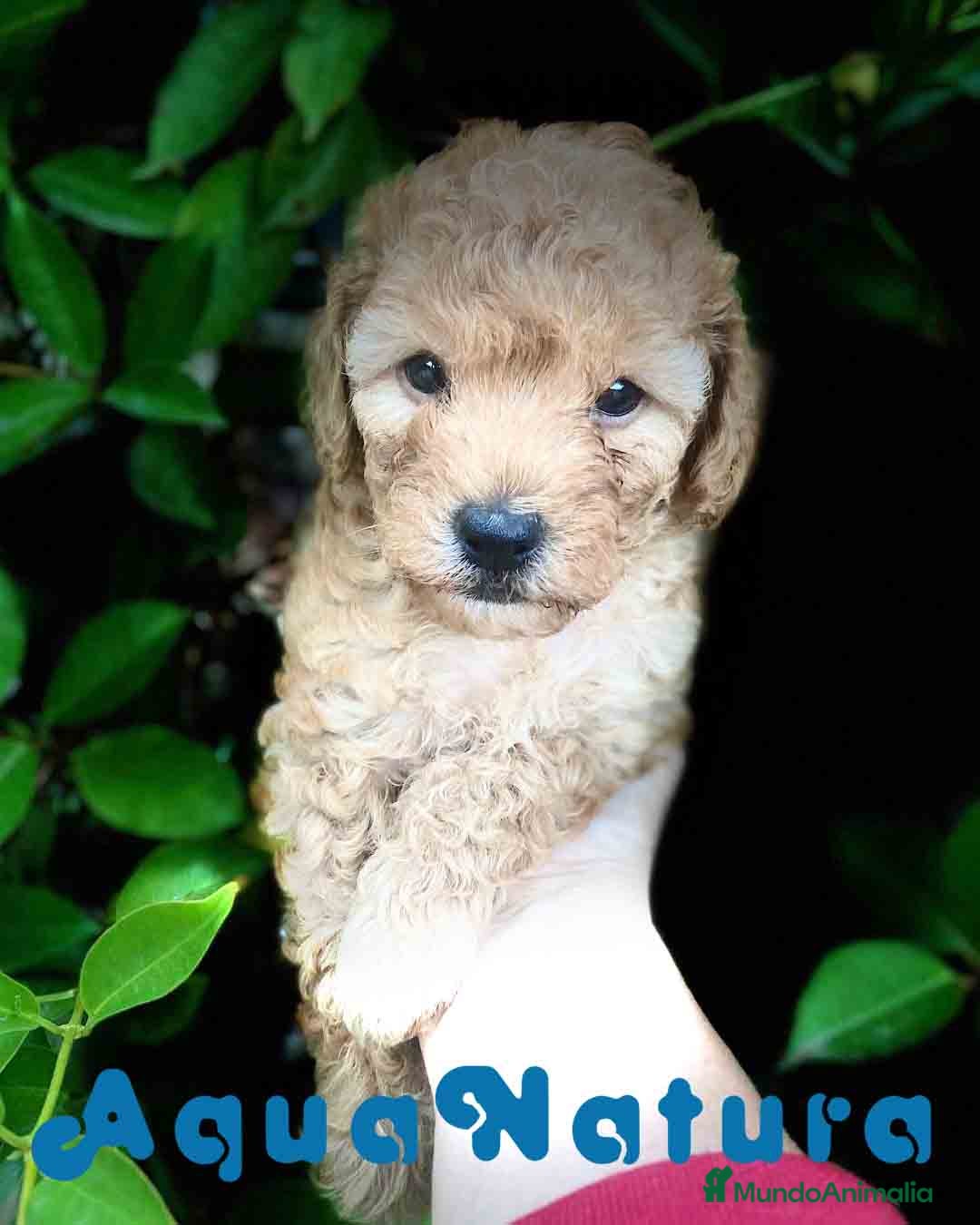 Caniche Enano perros Caniche Hembra de Estela y Alejo 6278 - AQUANATURA en Barcelona - Anuncio 2