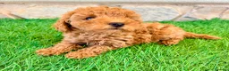 Caniche Toy perros en venta: Caniche toy roja - Anuncio 24