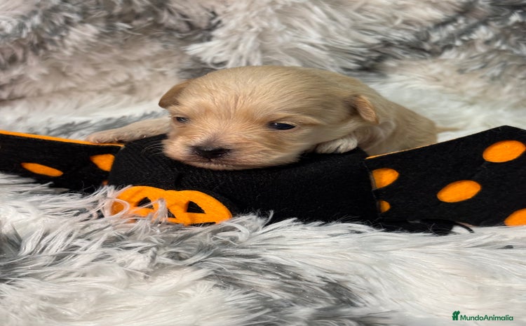 Maltipoo perros - Anuncio 2