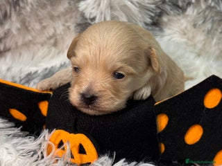 Maltipoo perros - Anuncio 1