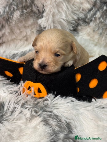 Maltipoo perros - Anuncio 1