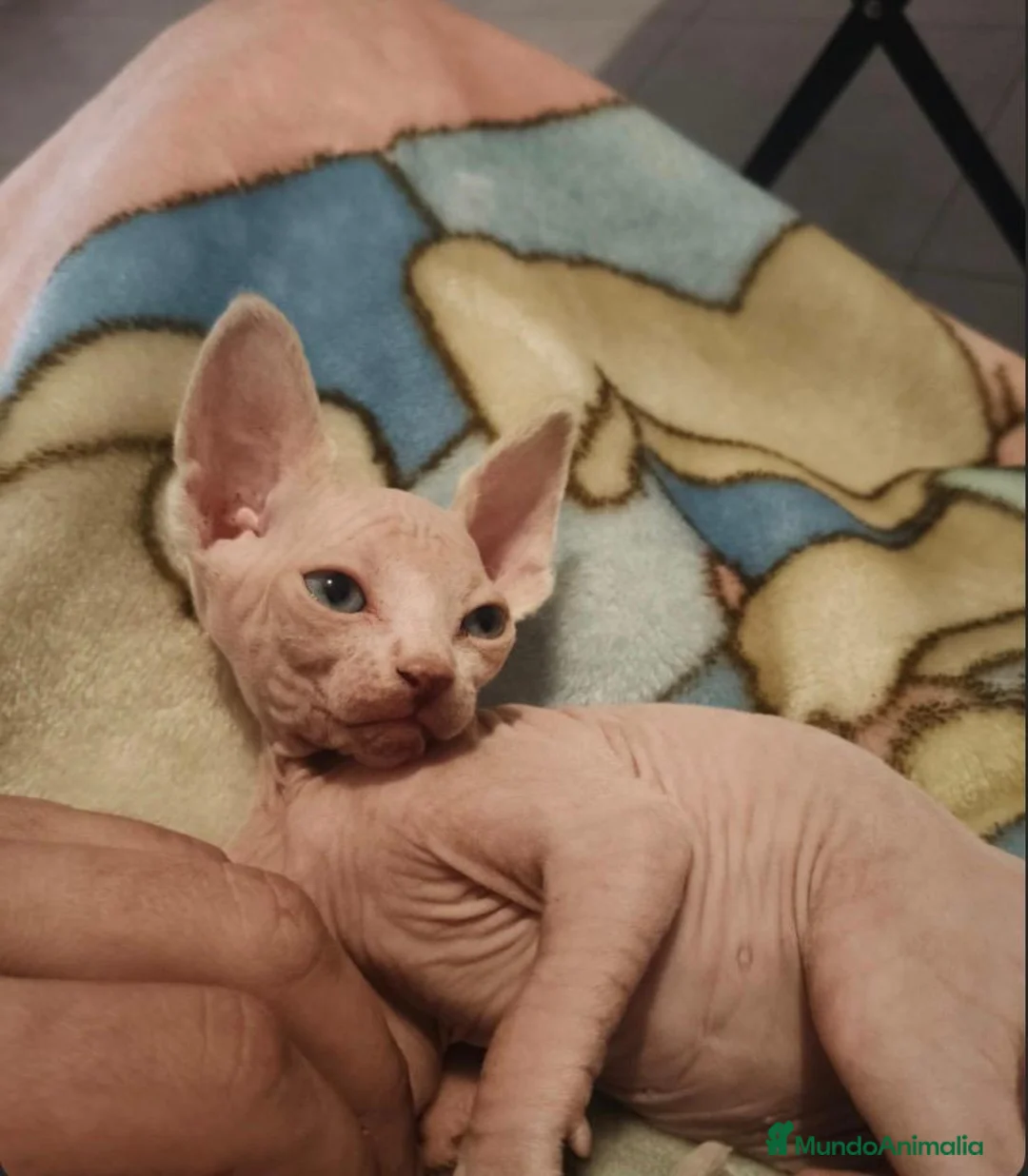 Sphynx gatos en venta: Machito de Sphynx  - Anuncio 1