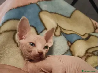 Sphynx gatos Machito de Sphynx - Anuncio 2
