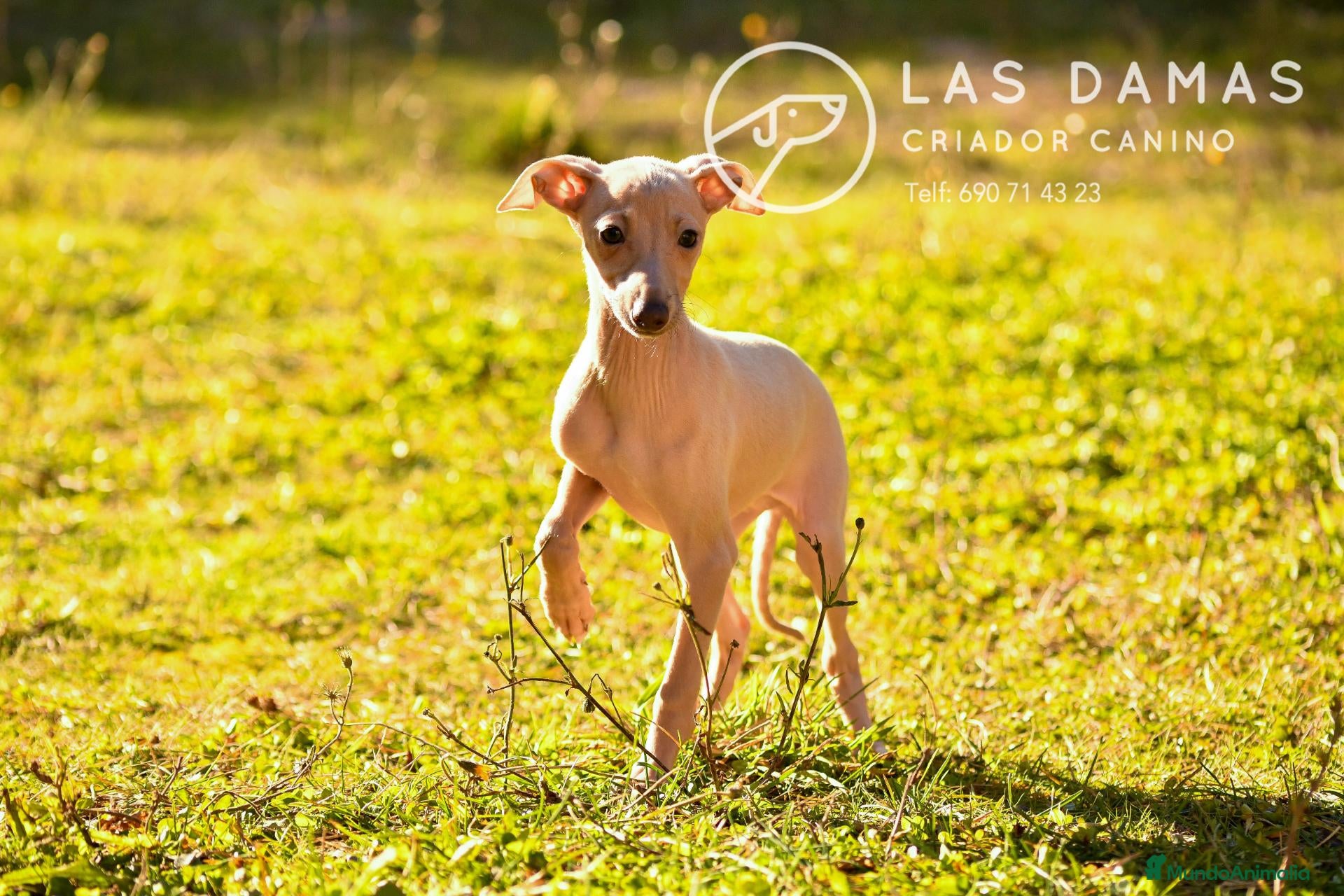 Pequeño Lebrel Italiano perros Piccolo lebrel italiano - Anuncio 23