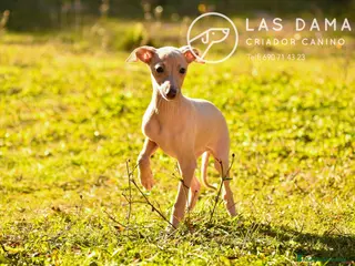 Pequeño Lebrel Italiano perros Piccolo lebrel italiano - Anuncio 23