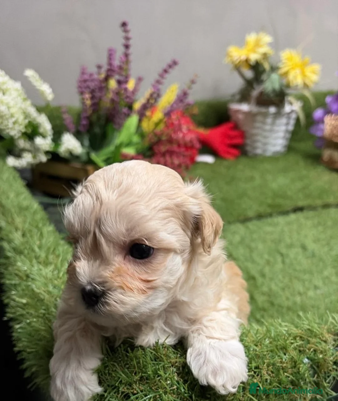 Maltipoo perros en venta: Maltipoo hembra!!! - Anuncio 3