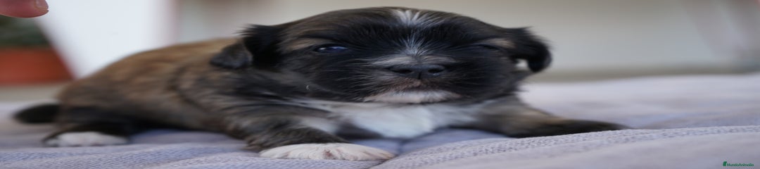 MAXI